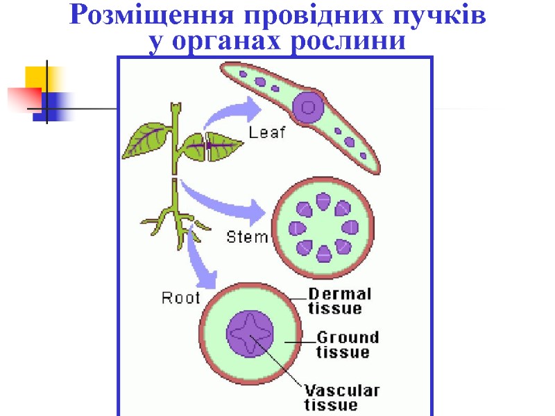 Розміщення провідних пучків у органах рослини